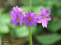Primula jesoana