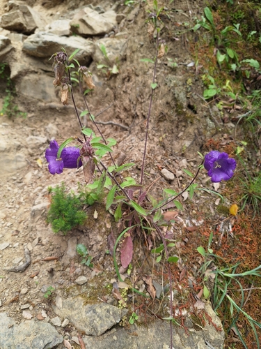 Campanula medium