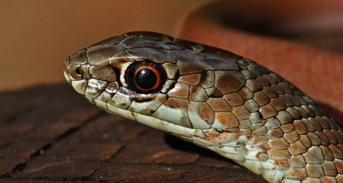 Zambian Whip Snake