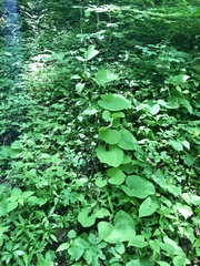 Aristolochia macrophylla