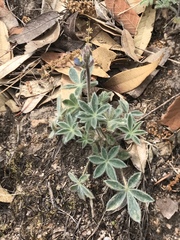 Lupinus huachucanus
