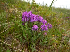 Oxytropis erecta