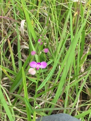 Polygala polygama