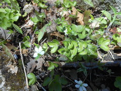 Hepatica americana