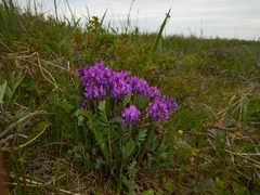 Oxytropis erecta