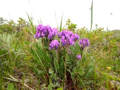 Oxytropis erecta