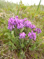 Oxytropis erecta