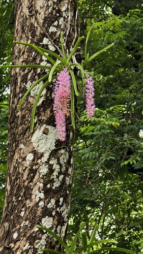 Image of Rhynchostylis retusa by (c) Ameet Mandavia, some rights reserved (CC BY)