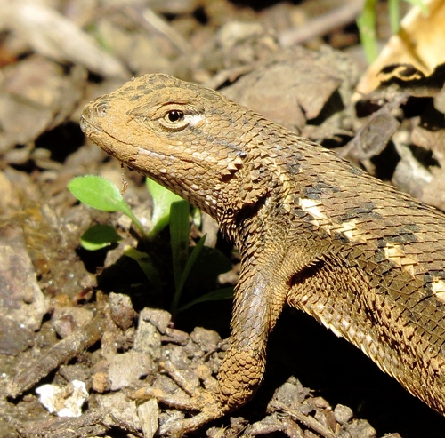 Prairie Lizard