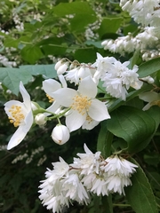 Philadelphus coronarius