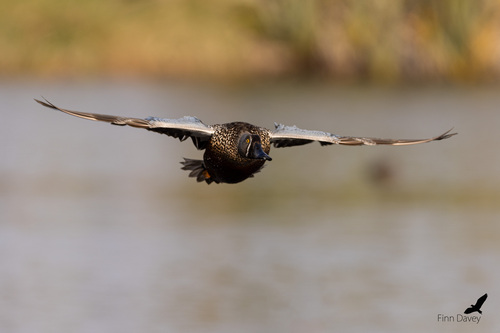 Canard bridé