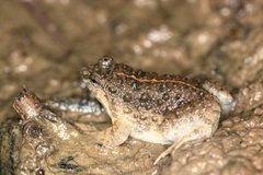Thai Oriental Frog photo 2