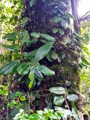Hydrangea serratifolia