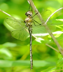 Somatochlora ozarkensis