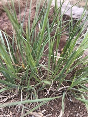Melica stricta