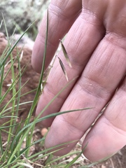 Melica stricta