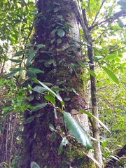 Hydrangea serratifolia