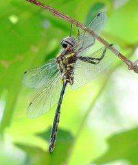 Somatochlora ozarkensis