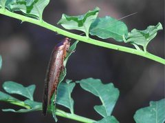 Rhabdoblatta sinensis