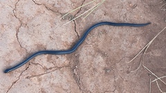 Black Snake-Eater photo 1