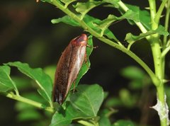 Rhabdoblatta sinensis