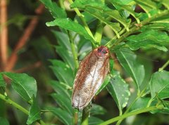 Rhabdoblatta sinensis