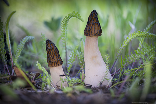 Morchella brunnea