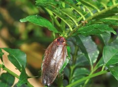 Rhabdoblatta sinensis