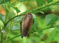 Rhabdoblatta sinensis