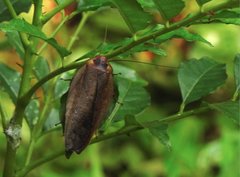 Rhabdoblatta sinensis