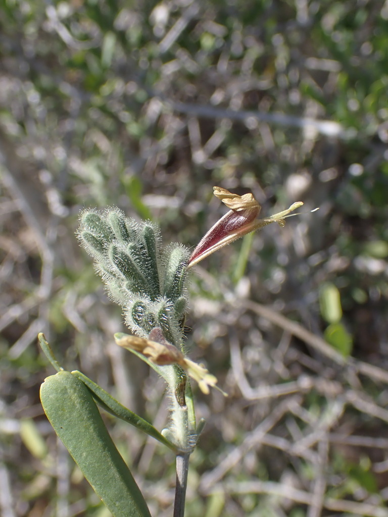 Hypoestes chlorotricha