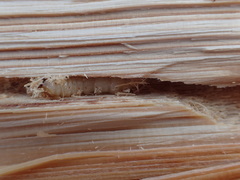 Monochamus marmorator