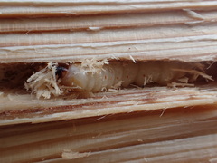 Monochamus marmorator