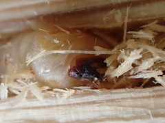 Monochamus marmorator