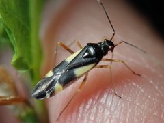 Dryophilocoris flavoquadrimaculatus