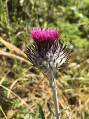 Cirsium occidentale occidentale