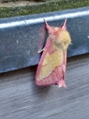 Hyparpax aurora