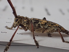 Monochamus marmorator