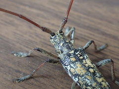 Monochamus marmorator