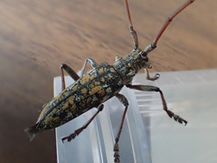 Monochamus marmorator