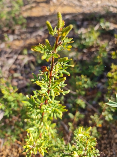Image of Acacia drummondii by (c) Belinda Forbes, some rights reserved (CC BY)