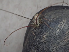 Monochamus marmorator