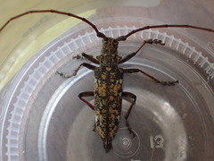 Monochamus marmorator