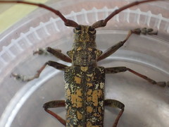 Monochamus marmorator
