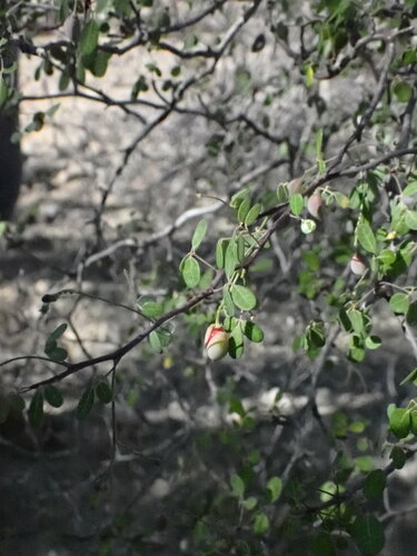 Commiphora mahafaliensis Capuron