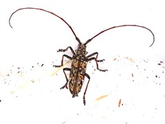 Monochamus marmorator