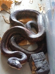 Pantherophis