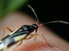 Dryophilocoris flavoquadrimaculatus