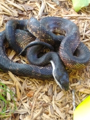 Pantherophis