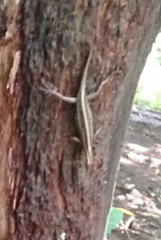 Sphenomorphus sanctus